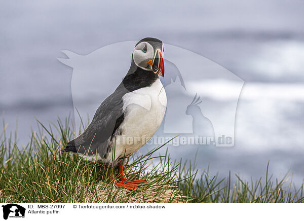 Papageitaucher / Atlantic puffin / MBS-27097