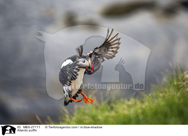 Atlantic puffin / MBS-27111