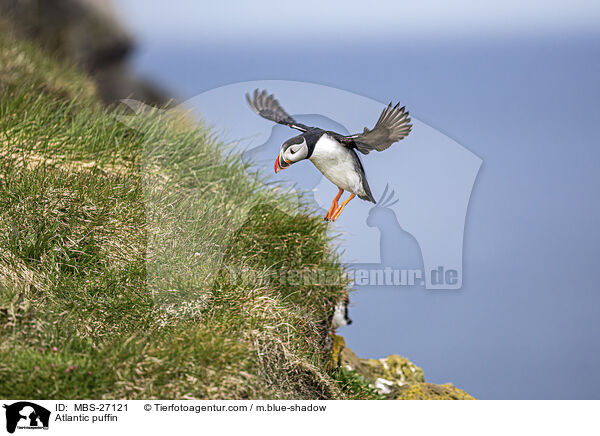 Papageitaucher / Atlantic puffin / MBS-27121