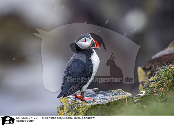 Atlantic puffin / MBS-27128