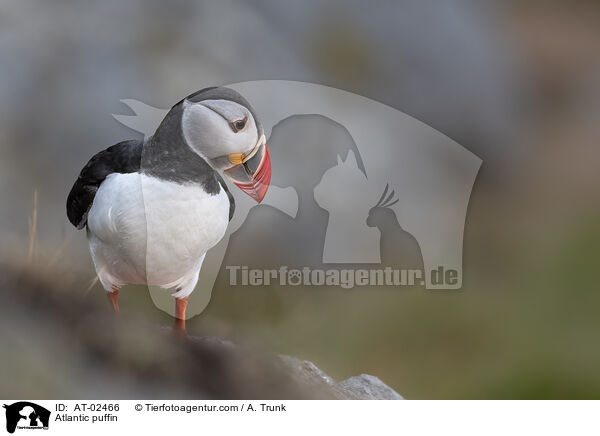 Papageitaucher / Atlantic puffin / AT-02466