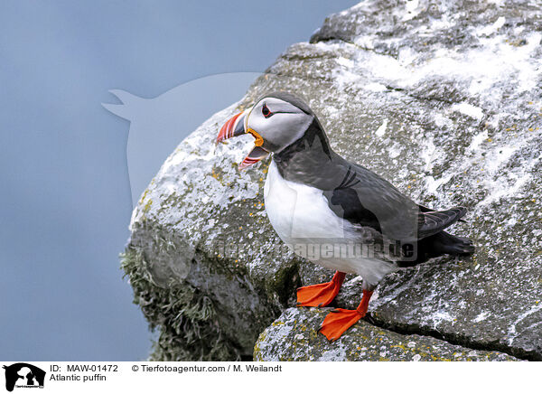 Papageitaucher / Atlantic puffin / MAW-01472