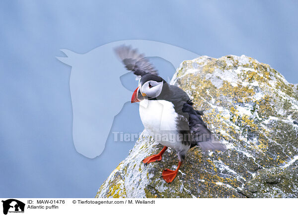 Papageitaucher / Atlantic puffin / MAW-01476