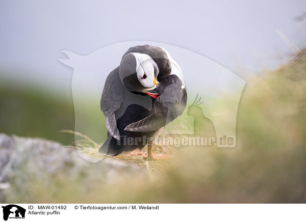 Papageitaucher / Atlantic puffin / MAW-01492