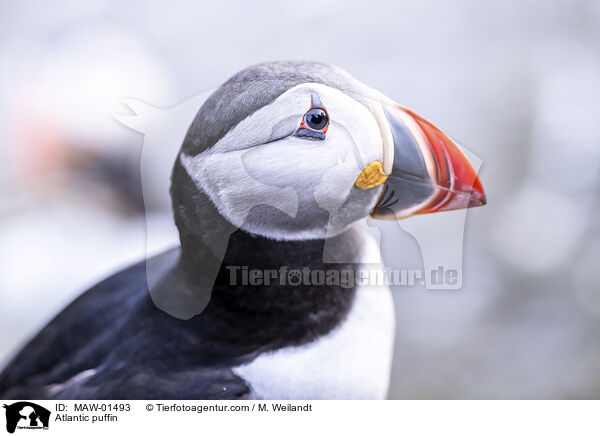 Atlantic puffin / MAW-01493