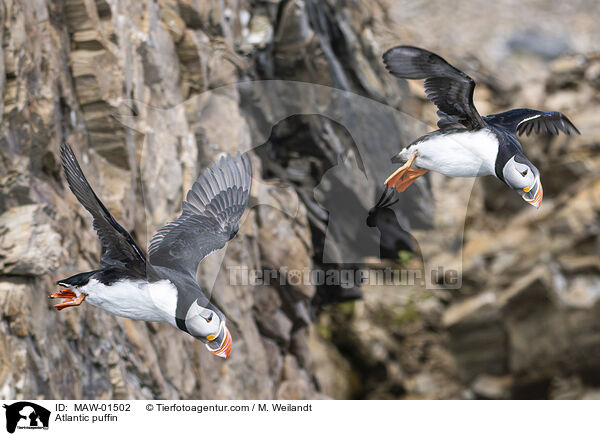 Papageitaucher / Atlantic puffin / MAW-01502