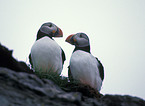 Atlantic Puffin