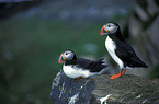 Atlantic Puffin