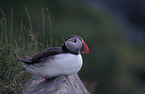 Atlantic Puffin