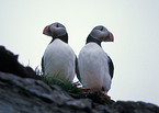 Atlantic Puffin