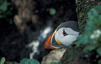 Atlantic Puffin