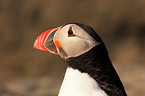 Atlantic puffin