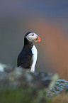 Atlantic puffin