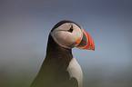 Atlantic puffin