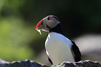 Atlantic puffin