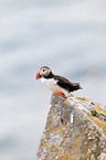 Atlantic puffin