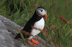 Atlantic puffin