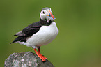 Atlantic puffin