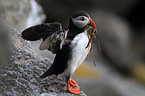 Atlantic puffin