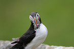 Atlantic puffin