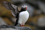 Atlantic puffin