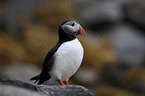 Atlantic puffin