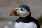 Atlantic puffin