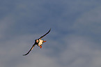 Atlantic puffin