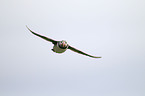 Atlantic puffin