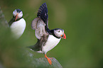 Atlantic puffins