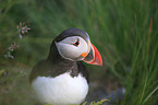 Atlantic puffin