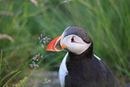 Atlantic puffin