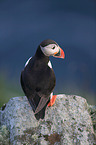 Atlantic puffin