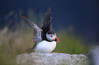 Atlantic puffin