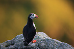 Atlantic puffin