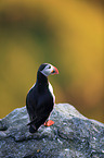 Atlantic puffin