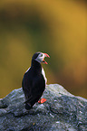 Atlantic puffin