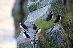 Atlantic puffins