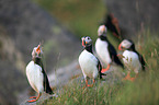 Atlantic puffins