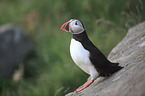 Atlantic puffin