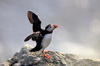 Atlantic puffin