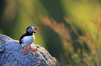 Atlantic puffin