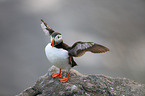 Atlantic puffin