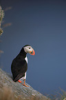 Atlantic puffin