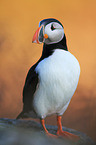 Atlantic puffin