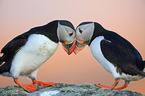 Atlantic puffins