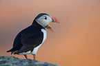 Atlantic puffin