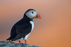 Atlantic puffin