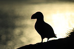 Atlantic puffin