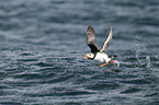 Atlantic puffin